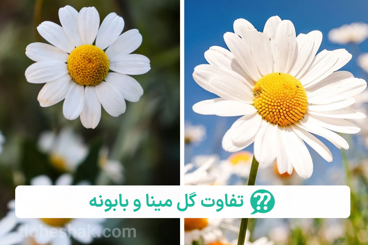 تفاوت گل مینا و بابونه